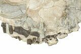 Fossil Running Rhino (Hyracodon) Upper Skull - South Dakota #242023-3